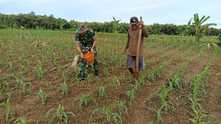 2. Kodim Lamongan Fokus Pertanian dan Peternakan